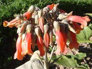 cocampanitas.jpg