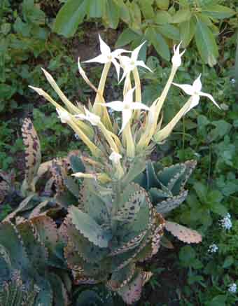 cocactublanco.jpg